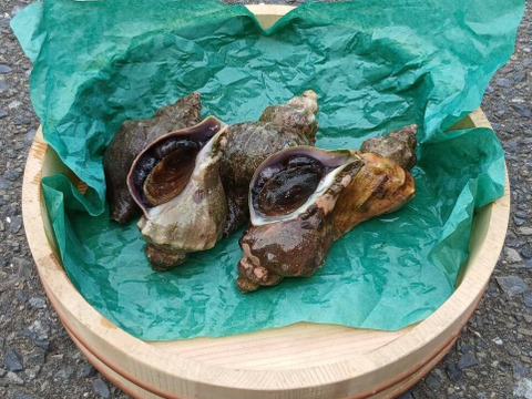 活青ツブ　約3kg（15～24個）