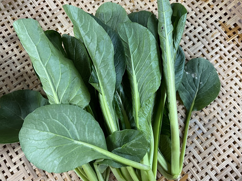 【福袋】朝どれ新鮮！ふくぶくろ野菜大入りセット