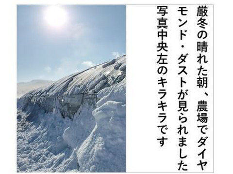 あさつき【キュルッと食感、ほっこりする甘さ】＜約800g＞