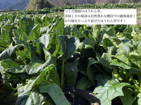 🌿お得にたっぷり食べよう🌿有機JASほうれん草750g今なら30％OFF‼️まとめ買いでもペロッとなくなる甘くて柔らかほうれん草！いつもの野菜だからこそわかる味の違い！２セットまで送料同額お得！
