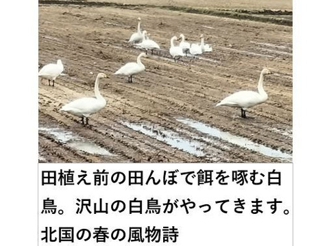 玄米 約5kg 秋田のあきたこまち 【令和7年産】【冬ギフト】