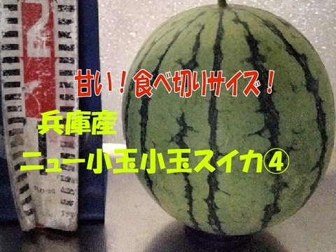 兵庫産小玉すいか1玉（ニュー小玉）④