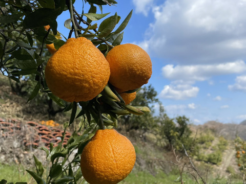 【自然栽培】不知火 3㎏（9~12個程度）　しらぬい