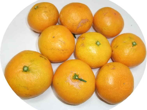 とにかく甘い！ひめまる石地みかん（ご家庭用・5Kg）