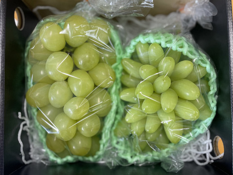 美味しくてプレミアムなレアブドウ　小指の想い＆マスカサーティーン (約1.0㎏ 2房)