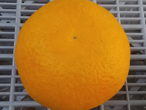 【冷やして美味しい】甘夏8kg和歌山産「冷蔵便」