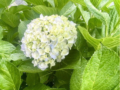 【生花（3本〜5本）】アジサイ・花束・プレゼント可能！もふもふのアジサイ（紫陽花）！淡いブルーやグリーンが混ざった繊細な色合いがとても魅力的！