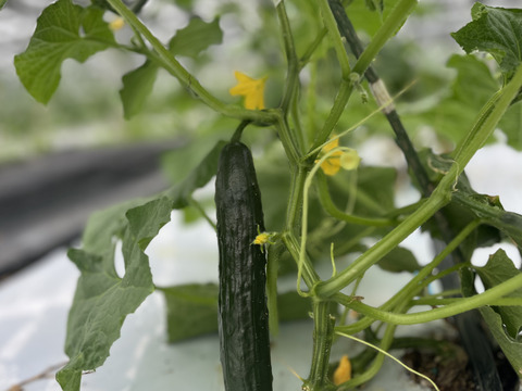 有機JAS認証☆採れたて新鮮☆きゅうり4Kg　曲がり、ふぞろい大きめ ↓ 採れたて新鮮！シャキシャキ食感の大容量きゅうり【4kg】今だけ限定￥3600→￥1890