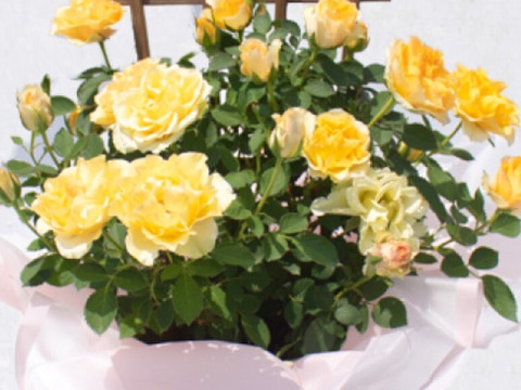 ビタミンカラーのオレンジバラ5号鉢　農家直送