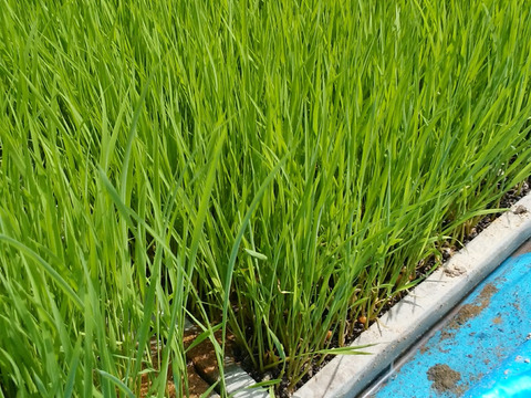 C*N様 淡路島産 お米 30kg 令和7年新米】 精米30kg コシヒカリ 淡路島産：兵庫県産のお米