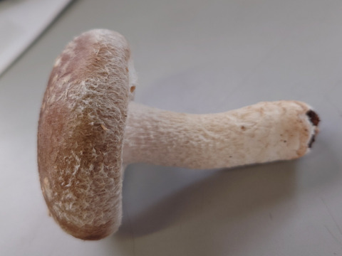 いわゆる普通品です。 800g
(肉厚は程よく大きさも程よい!)
the普通って感じです!