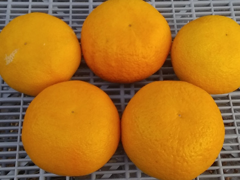 【冷やして美味しい】甘夏4.5kg和歌山産「冷蔵便」