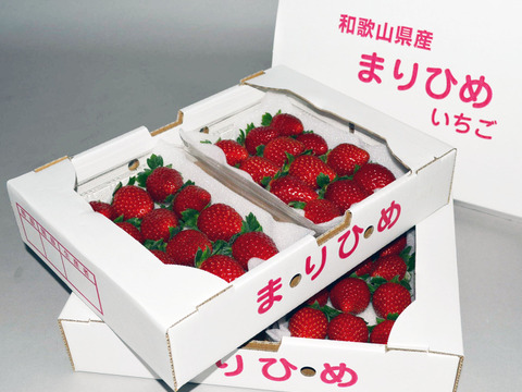 まりひめいちご M〜2L 4パック（250g×4パック）和歌山 紀の川市