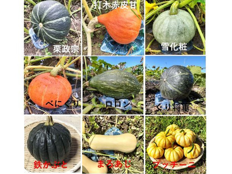 【福袋】カボチャ7種類食べ比べ もりもりセット＜約9kg＞【冬ギフト】