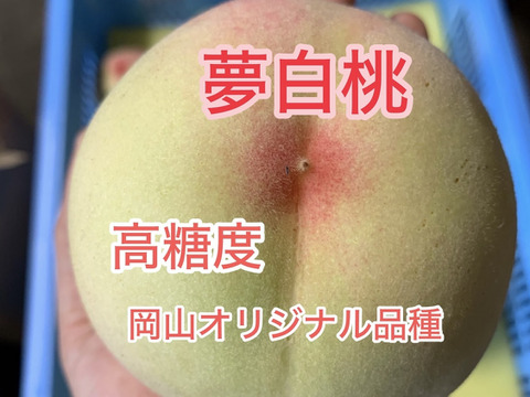 岡山県産白桃 晴れ未来 ロイヤル 14個入り 岡山県産白桃 晴れ未来 ロイヤル 14個入り