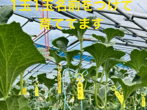 原産国直系マスクメロン 訳あり 2玉納得いかず訳あり マスクメロン（3ｋｇ前後）7月20日前後発送　自宅用2玉化粧箱入り香取神宮 鹿島神宮 靖国神社奉納メロン　叔父の遺思を継ぎ農家長男18代目