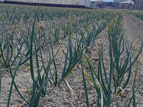 淡路島産玉ねぎ　3kg　Awaji Fancy Onion