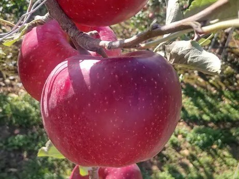 【シナノホッペ5ｋｇ　限定２０箱】サンふじの血を引く信州オリジナル新品種。②潤沢な蜜入りに期待！
シナノほっぺ