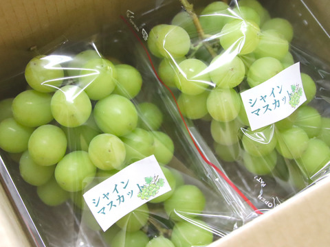 【倍量2㎏】毎年大人気のご家庭向け山梨県産シャインマスカット1kg×2箱
