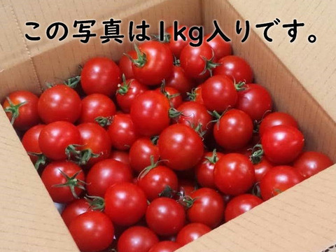 食べ出したら止まらない甘いトマト※トマ糖※糖度9度以上※おいしいフルティカ500ｇ