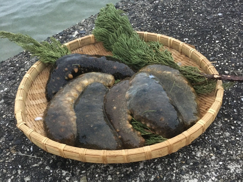 ナマコ1.0kg（赤・青3～５匹）活きたままお届け