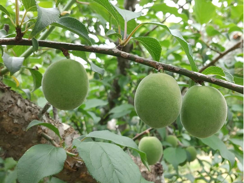 南国鹿児島の美味しい【青梅】2ｋｇ