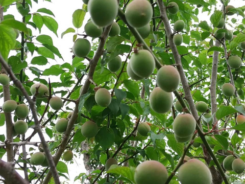 南国鹿児島の美味しい【青梅】2ｋｇ