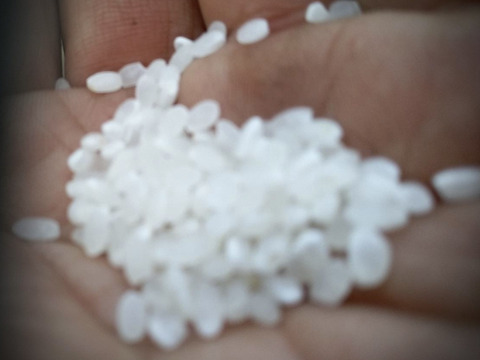 【令和6年新米】♣️農家の忘れられない味　コシヒカリ「極み」数量限定！
京都・京丹後峰山産　
特別栽培米　玄米　5㎏（希望者精米無料）