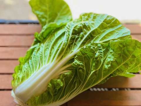 原画　夏野菜3枚セット 違いがわかる主婦の【夏野菜 Mセット】：長野県産の野菜セット