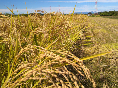 【自然のお米を目指しました】ひとめぼれ4kg 特別栽培米(農薬８割削減、化学肥料半減)　着色米がありますが、そのまま炊いて食べてください。昔から農家では食べていた自然のおいしさです。