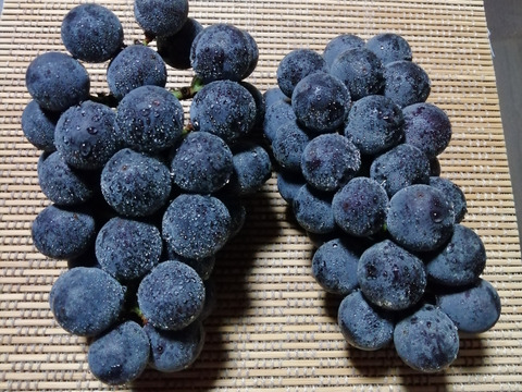 ✨🍇今が旬の露地栽培巨峰✤種有無混🍇✨
　　　巨峰４〜５房/中サイズ約1.7kg位