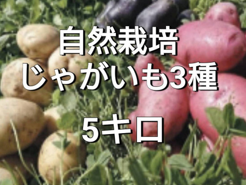 『自然栽培新じゃがいも3種食べ比べ・アンデスレッド・キタアカリ・デストロイヤー別目グランドペチカ』【農薬完全不使用 完全無肥料栽培 】！淡路島産〙80サイズ！！【5キロ】自然農法