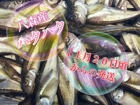 期間限定 八森産極鮮 特大 ハタハタ１ 秋田県産 食べチョク 農家 漁師の産直ネット通販 旬の食材を生産者直送