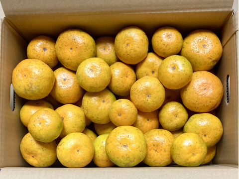 食べたらやみつき　完熟極早生みかん『豊福』5kg