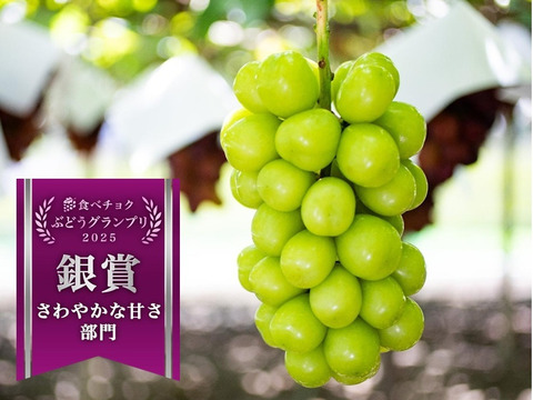 皮ごとパクリ！とっても甘くて美味しいプレミアム‼ 温室栽培シャインマスカット (1.0㎏以上 2房)お中元・ギフト・贈り物用に【夏ギフト】【贈答品】【特秀品】【秀品】