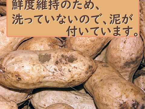 茹でておいしい。味のよい半立系の生落花生です。自然栽培の生落花生１kg　化学肥料・動物由来の肥料、農薬も除草剤も不使用です。
ちょっと小粒です。泥付きなので、洗ってから調理を！