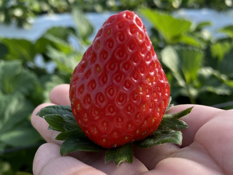 てぃあらふぁーむが届ける「いちごさん」4パック(ご家庭用・約1kg)