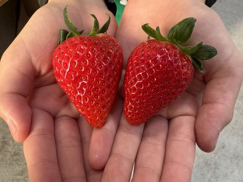 三重県鈴鹿産イチゴ【うた乃2パック×よつぼし2パック】食べ比べセット1箱 約1kg~1.2kg