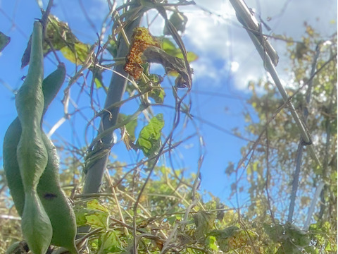 ほくほく美味しい！『高原白花豆』 農薬・化学肥料・除草剤不使用   200g