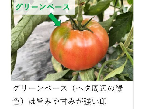 トマト 木生りで赤熟！コク深い旨み＜2800g＞