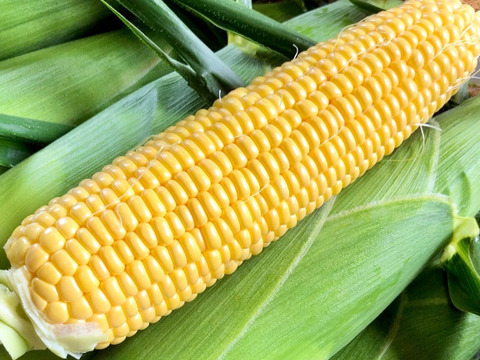 糖度18度以上　2～3L　10本　北海道産とうもろこし　恵味ゴールド