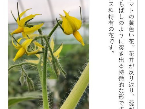 トマト 木生りで赤熟！コク深い旨み＜2800g＞