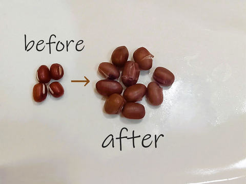 北海道十勝産【大納言小豆】880g（440g袋×2）＊令和7年度産＊