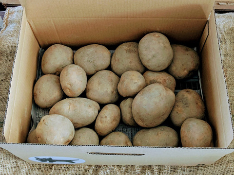 やんばるの山羊フンで育った新じゃがいも9kg【農薬・除草剤・化学肥料不使用】