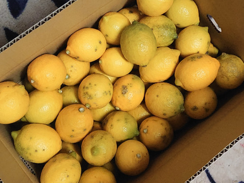 完熟 平戸島レモン
家庭用（B級品） 5キロ【長崎県平戸島産】