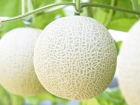 【父の日ギフト】1玉入り外まで甘いマスクメロン