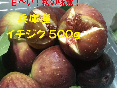 農薬不使用栽培　兵庫産 ご家庭用　イチジク　500ｇ⑦