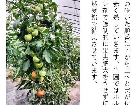 トマト 木生りで赤熟！コク深い旨み＜2800g＞