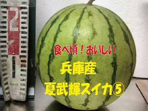 【訳あり】兵庫産　夏武輝 大玉スイカ1玉　ご家庭用⑤