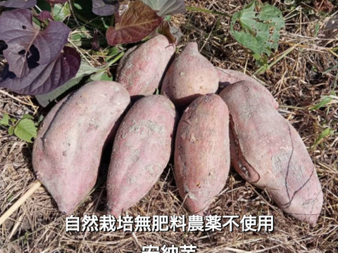 自然栽培★希少さつまいも食べ比べ3種！3キロ　固定種 在来種専門農家（ 淡路島産Awaji369farmからお届け4000円）農薬不使用　無肥料栽培　内容【安納いもマロンゴールド紅はるか】